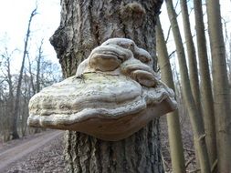 fungus on the tree trunk