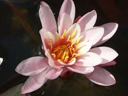 closeup of a water lily