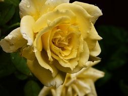 yellow garden rose in raindrops