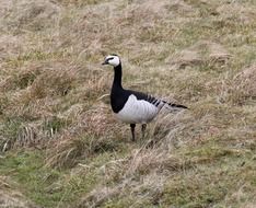 barnacle goose in wild