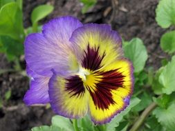 pansy flower with green leaves on a blurred background