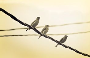 birds perched on cable