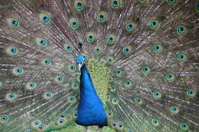 blue male peacock with a big beautiful tail