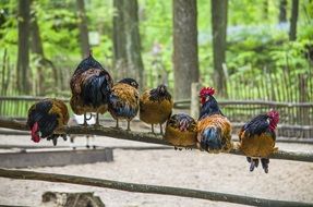 chickens sitting on wooden fence