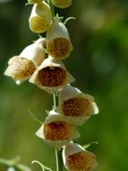 yellow foxglove flower close-up shot on a blurred background