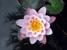 Beautiful colorful water lily in the garden