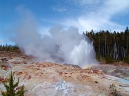 geyser near coniferous forest