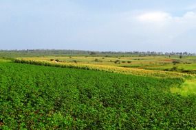 cotton cultivation in Karnataka