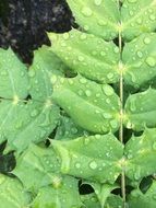 dew on green leaves close up