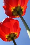 Close-up of the red tulips
