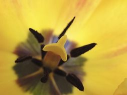 the middle of a yellow tulip