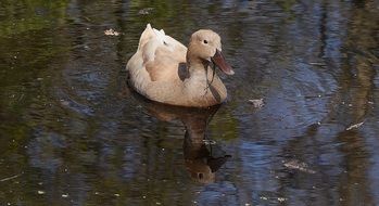 wild brown duck in lake