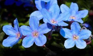 bright blue flowers in the sun