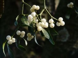 mistletoe bush with white berries