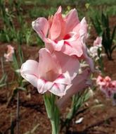 Picture of pink gladiolus flower