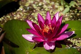 blossom of a purple water lily