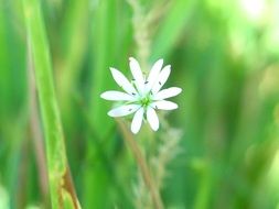 White flower on the meadow in spring