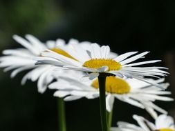 white margerite flowers meadow