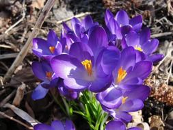 purple crocuses among dry foliage