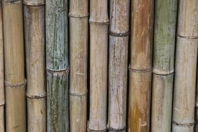 bamboo fence