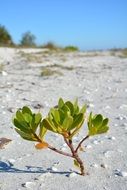 green plant on beach sand dunes