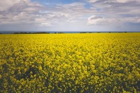 enchanting yellow flowers field