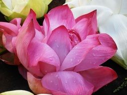 pink lotus in drops close up