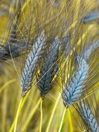 blue wheat ears close-up