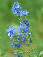 large speedwell blue little flowers