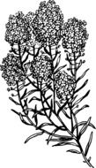plant with fine flowers, black and white drawing
