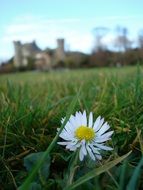 Flower and castle in Ireland