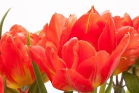 bright pink tulips in the garden