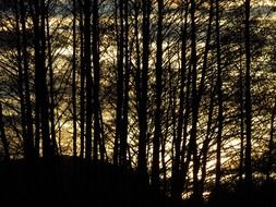 forest black trees contour