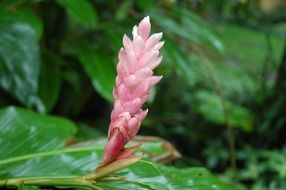 small pink flower blossom in bali