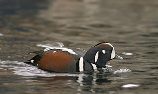 harlequin duck fowl nature