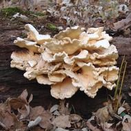 a bunch of mushrooms grow in a log