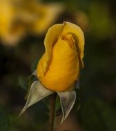 Yellow rose bud in the dark