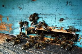 the bees flew into the entrance to the hive