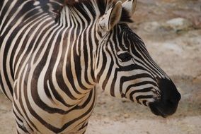 zebra black white animal