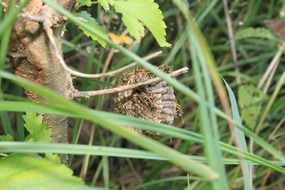 hornet's nest in the grass