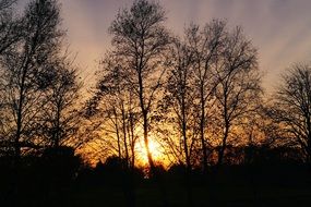 forest at sunset in late autumn