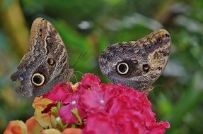 two butterfly insects macro