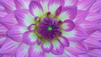 bright white-purple dahlia close up