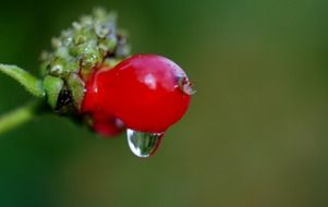 macro photo of rain drop on a red berry