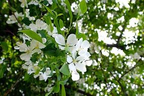dense blooming of apple trees in the sunlight close-up on blurred background