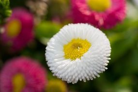 yellow white bloom macro view