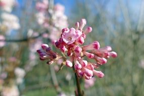 pink cherry blossoms