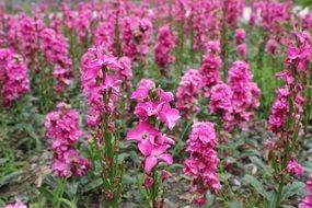 Beautiful flowers in Parterre