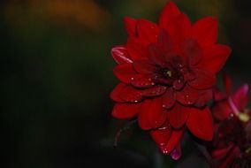 burgundy blossom