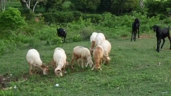 white sheep and black goats on a green pasture